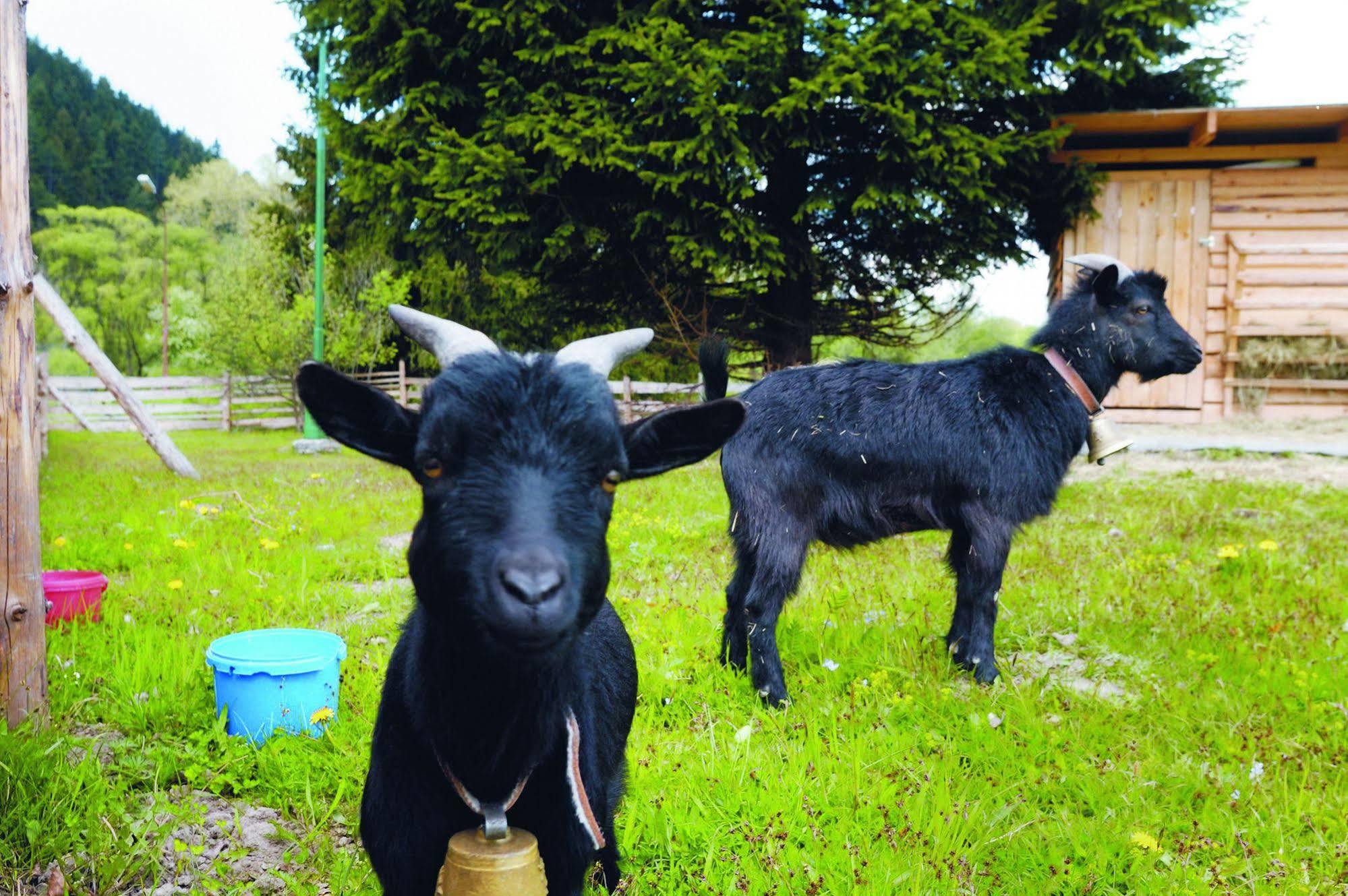 Borova Sihot Atc And Penzion Liptovský Hrádok Zewnętrze zdjęcie